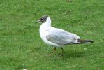 PICTURES/Road Trip - Leeds Castle/t_Bird1.JPG